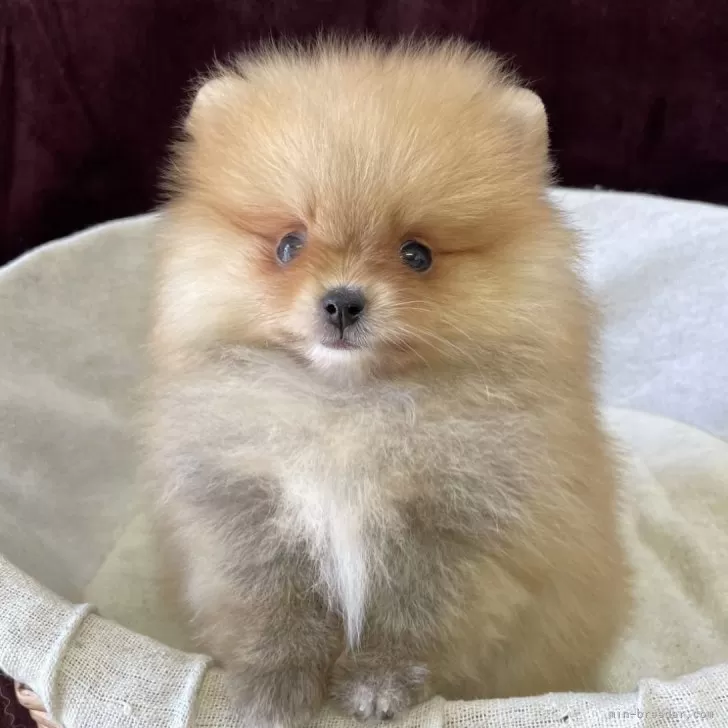 ポメラニアン【三重県・女の子・2025年7月25日・オレンジ】の写真1