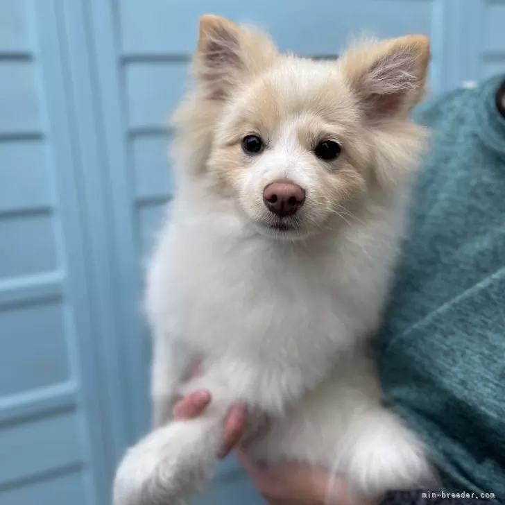 ID:2412-00174の子犬