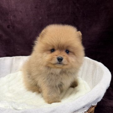 ポメラニアン【三重県・男の子・2025年12月5日・オレンジ】の写真「感謝祭開催中‼️」