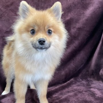 ポメラニアン【三重県・男の子・2025年5月29日・オレンジセーブル】の写真「クリスマス特典開催中‼️」