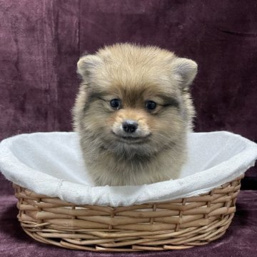 ポメラニアン【三重県・男の子・2025年10月1日・オレンジセーブル】の写真「可愛いお顔の男の子♂」