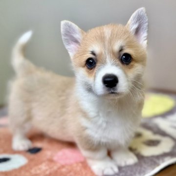 ウェルシュ・コーギー・ペンブローク【三重県・男の子・2025年9月22日・レッド&ホワイト】の写真「可愛いお顔の男の子♂」