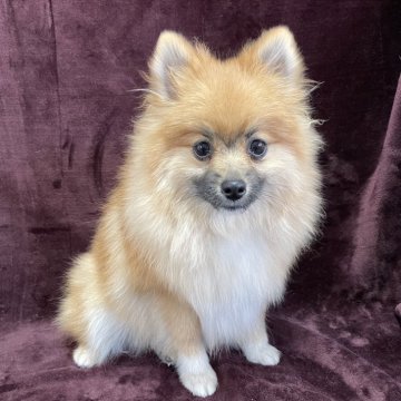 ポメラニアン【三重県・男の子・2025年5月6日・オレンジセーブル】の写真「クリスマス特典開催中‼️」