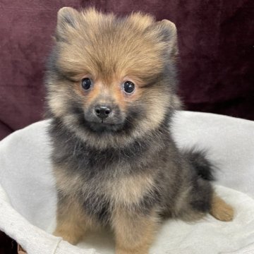 ポメラニアン【三重県・女の子・2025年8月18日・オレンジセーブル】の写真「限定お値引き開催中‼️」