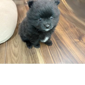 ポメラニアン【三重県・男の子・2025年8月1日・ブラック】の写真「可愛いお顔の男の子♂」