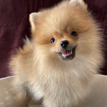 ポメラニアン【三重県・男の子・2025年5月15日・オレンジ】の写真「サマーキャンペーン中‼️」