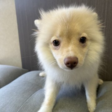 ポメラニアン【三重県・女の子・2025年5月7日・クリーム】の写真「サマーキャンペーン中‼️」