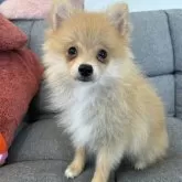 ポメラニアン