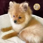 ポメラニアン【三重県・女の子・2024年10月24日・オレンジセーブル】の写真1