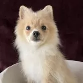 ポメラニアン