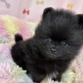 ポメラニアン