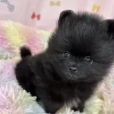 ポメラニアン