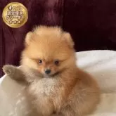 ポメラニアン