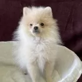 ポメラニアン