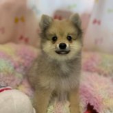 ポメラニアン