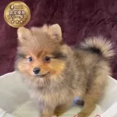 ポメラニアン