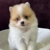 ポメラニアン