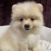 ポメラニアン