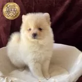 ポメラニアン