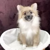 ポメラニアン