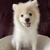 ポメラニアン