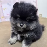 ポメラニアン