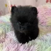 ポメラニアン