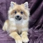 ポメラニアン