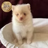 ポメラニアン