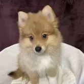 ポメラニアン