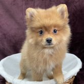 ポメラニアン