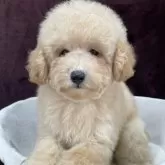 トイプードル(トイ)