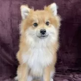 ポメラニアン【三重県・男の子・2025年5月7日・オレンジセーブル】の写真1