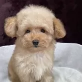 トイプードル(トイ)【三重県・男の子・2025年8月21日・レッド】の写真1