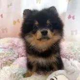ポメラニアン
