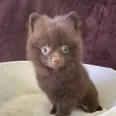 ポメラニアン