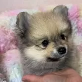 ポメラニアン