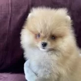 ポメラニアン【三重県・女の子・2025年7月25日・オレンジ】の写真2