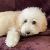 トイプードル(トイ)【三重県・女の子・2025年4月15日・アプリコット】の写真2