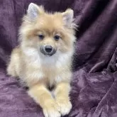 ポメラニアン【三重県・男の子・2025年5月29日・オレンジセーブル】の写真2