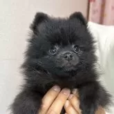 ポメラニアン【三重県・男の子・2025年4月10日・ブラック】の写真2