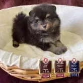 ポメラニアン【三重県・男の子・2025年3月5日・ブラック&タン】の写真2