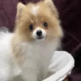 ポメラニアン【三重県・男の子・2025年7月25日・パーティ】の写真2