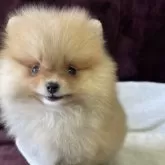 ポメラニアン【三重県・女の子・2025年7月25日・オレンジ】の写真3