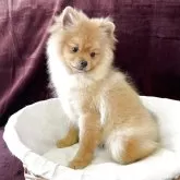 ポメラニアン【三重県・女の子・2024年10月24日・オレンジセーブル】の写真3