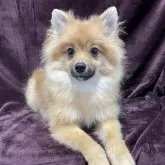 ポメラニアン【三重県・男の子・2025年5月29日・オレンジセーブル】の写真3