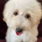 トイプードル(トイ)【三重県・女の子・2025年4月15日・アプリコット】の写真3