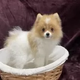 ポメラニアン【三重県・男の子・2025年7月25日・パーティ】の写真3
