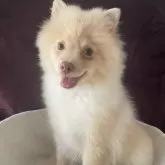 ポメラニアン【三重県・男の子・2025年5月7日・クリーム】の写真4