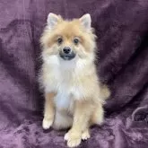 ポメラニアン【三重県・男の子・2025年5月29日・オレンジセーブル】の写真4